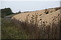 Teasels and new stones next to railway bridge ABE1/7 on Sand Lane, Barkston in NG32 2NT