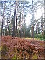 Hamptworth Common, plantation in SP5 2DN