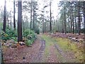 Hamptworth Common, forestry track in SP5 2DN
