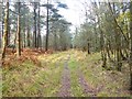 Landford, forestry track in SP5 2AS