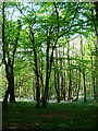 Maplehurst Wood in TN34 2RX