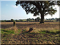Footpath crosses a token field boundary east of Northfields Farm, Walsal End in B92 0AS