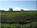 Crop field near Polsue Grange in TR2 5LS
