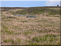 Sheepfold on the Hiraethog moors in LL16 5LR