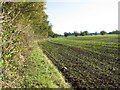 Crop fields south of Dove Lane in NR14 7LH