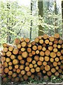 Timber awaiting Collection in Spearywell Wood in SO51 0AB