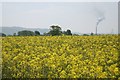 View through rape field towards Westbury cement works in BA14 6XY