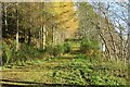 Forest Track in Dull Wood in PH15 2JQ