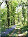 Footpath through Great Copse in SO51 0AB