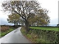 Trees along Dennis Lane, looking south-west in BD20 9HL
