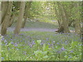 Bluebells in Greyfield Woods in BS39 5EN