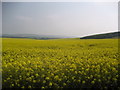 Field of Rape below Etchilhampton Hill in SN10 3HL