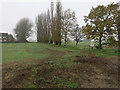 Poplars on the edge of Ely in CB7 4RA