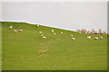 Torridge : Grassy Field & Sheep in EX39 5BH