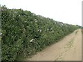 Lilac hedge near Bagthorpe in PE31 6QY