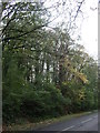 Woodland beside the A374 in PL11 3EJ