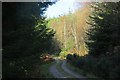 Logging road, Dull Wood in PH15 2JJ