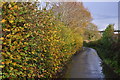 Torridge : Country Lane in EX39 3RW