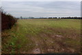 Field South of Rainton in YO7 3PU