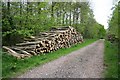 Logs in Potterhanworth Wood in Potter Hanworth