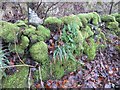 Moss covered dyke in PA10 2PD