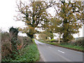 Trees in autumn colours beside Norwich Road in NR13 6JW