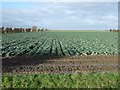 Cabbage field off Marsh Road in PR9 8DX