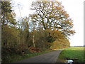 Autumnal trees on the southern edge of Sawmill Wood in PE32 2RZ
