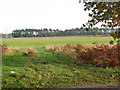 View across Litcham Heath in PE32 2RZ
