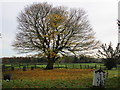 Autumn in Lowthorpe churchyard in East Wolds and Coastal Ward
