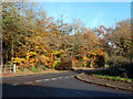 Autumnal roadside colour in RG7 3UR