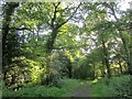 Path into Bedwyn Common in SN8 3LN