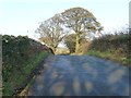 Trees and tree shadows on a road to Llanrug in LL55 4RA