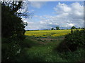 A field of rape near Beeston Leasomes Farm in SG18 9AP