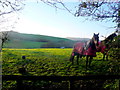 Horses in Field at Atrim in DT6 5PX