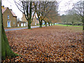 A carpet of beech leaves in NR21 7DP