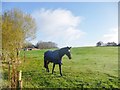 Landford, horse grazing in SP5 2AZ