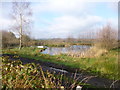 Landford, pond in SP5 2AZ