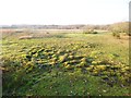Plaitford Common, tussocks in SO51 6ER