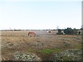 Plaitford Common, ponies in SO51 6ER
