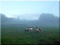 Sheep in morning mist in CA8 2BQ