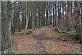 Woodland at Castleton in EH23 4RZ