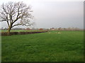 Grazing north of Cinder Lane in PR4 0TH
