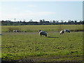 Sheep grazing near East Rudham in PE31 8SZ