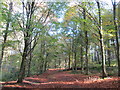 Autumn colours at Weedonhill Wood in HP6 5QZ