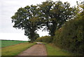 Trees by the footpath in Brandon Parva, Coston, Runhall and Welborne