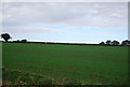 Young wheat by Runhall Rd in NR9 4DQ