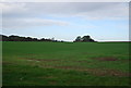Farmland by Runhall Rd in NR9 4DQ