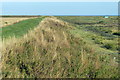 Sea bank and salt marsh south of Snettisham in Sandringham