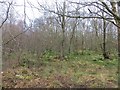 Rougham Wood in ML11 0NF